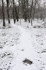 Moody winter woods, dark trees, white snow-covered forest path, overcast day.