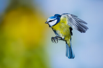 Blaumeise (Cyanistes caeruleus)