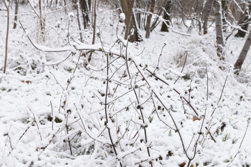 Snow-covered plant, white snow on branches. Scenic view, beautiful winter forest.