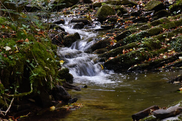 Laznyi Waterfall. Mountain stream flowing between mossy rocks in autumn forest. Clear frothy water, colorful fallen leaves on rocky rapids. Beautiful nature of Carpathians.