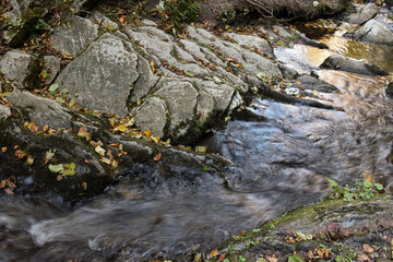 The source of Laznyi Waterfall. Mountain stream flowing along stepped rocks. Clear water, colorful fallen leaves on stones. Beautiful nature of Carpathians.