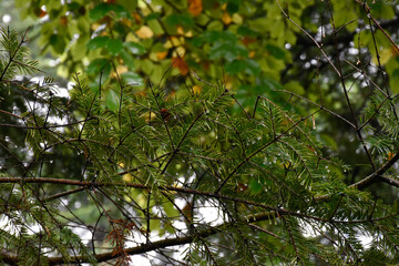 Fir tree branches with rain drops on needles. Autumn forest after rain, colorful leaves, overcast. Moody nature.