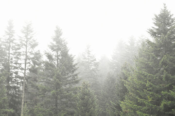 Fog in pine forest, between evergreen trees. Overcast day. Moody landscape, woodland view.