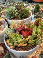 Diverse collection of vibrant succulent plants in pots at a nursery.