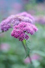 Obraz premium close up of pink flower