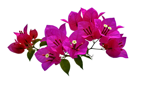 A Lush Cluster of Bougainvillea Flowers in Shades of Deep Pink and Fuchsia, With Multiple Blossoms Attached to a Slender