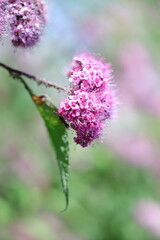 Obraz premium pink flower in the garden