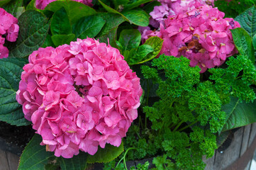 pink hydrangeas blooming in Massachusetts