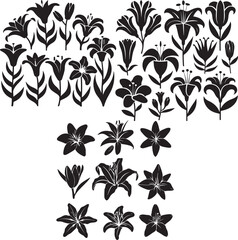 set vector various lily flowers silhouette