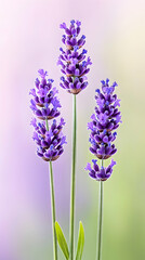 Obraz premium Three purple lavender stalks against a soft, blurred background