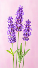 Naklejka premium Three purple lavender stalks against a pink background