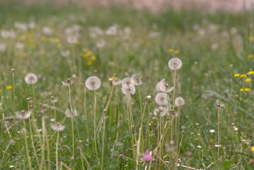Dandelion clocks in a wildflower meadow in Herzegovina.