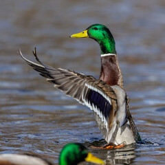 Stockente (Anas platyrhynchos) Männchen