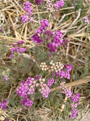 Clusters of tiny purple and pink flowers growing in dry grass.
