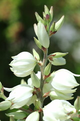 Obraz premium white flowers of a tree