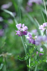 purple flower in the garden