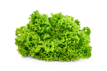 Obraz premium Fresh crisp frisee lettuce with bright green leaves on isolated white background.