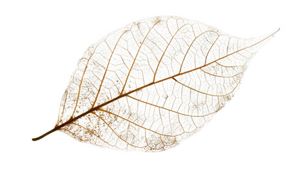 Ethereal Leaf Skeleton: Delicately showcasing the intricate skeletal structure of a leaf against an illuminated backdrop. This image captures the exquisite details of nature's artistry.