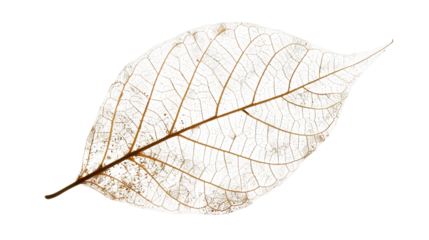 Ethereal Leaf Skeleton: Delicately showcasing the intricate skeletal structure of a leaf against an illuminated backdrop. This image captures the exquisite details of nature's artistry.