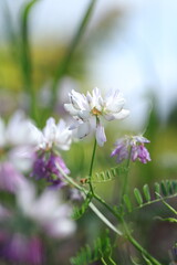 Obraz premium spring flowers in the garden