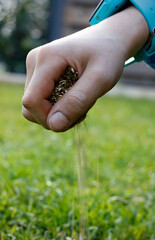 Close up of a dirty boy's hand dropping grass seeds into the lawn in the garden. Overseeding green lawn concept. Children's work in the garden concept.