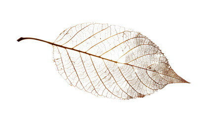 Delicate Leaf Veins: A captivating close-up of a leaf showcasing its intricate network of delicate veins, a testament to nature's artistry.