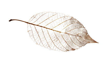 Delicate Leaf Veins: A captivating close-up of a leaf showcasing its intricate network of delicate veins, a testament to nature's artistry.