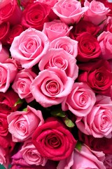 A vibrant close-up of fresh pink and red roses in full bloom, background wallpaper