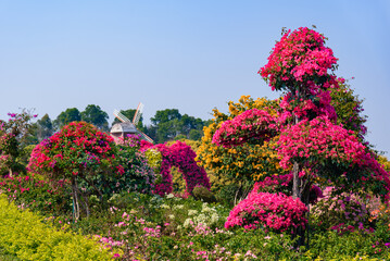The beautiful spring scenery of the Bougainvillea Garden in Dongguan Botanical Garden, China.