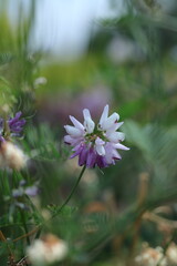 purple flower in the garden