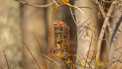 bird house on a branch
