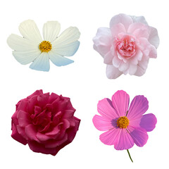 Set of Pink and White Roses on Transparent Background