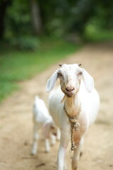 Domestic Goat (Capra aegagrus hircus) Grazing in Sunny Green Pasture – Farm Animal, Livestock, and Rural Lifestyle Photography