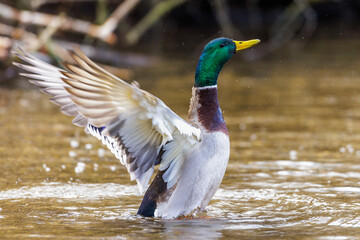 Stockente (Anas platyrhynchos) Männchen