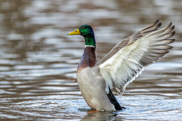 Stockente (Anas platyrhynchos) Männchen