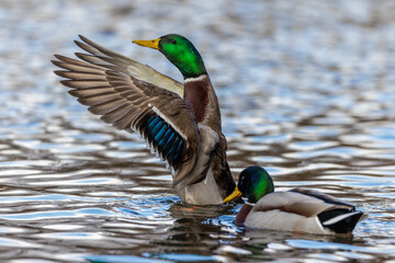 Stockente (Anas platyrhynchos) Männchen