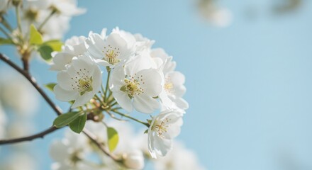 Obraz premium Delicate White Blossoms: A close-up shot of a cluster of pure white blossoms on a branch, with a gentle soft focus against a serene sky.