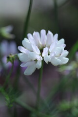 white flower in the garden