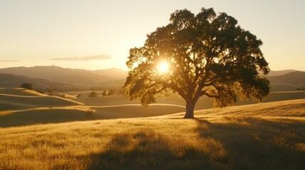 A single tree illuminated by sunlight in a rolling landscape setting