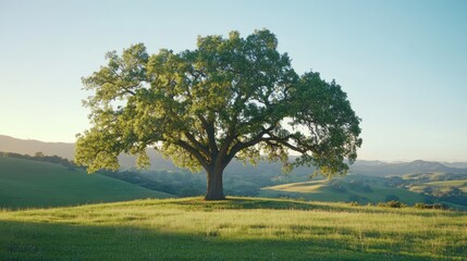 Obraz premium A large tree stands alone on a grassy hilltop bathed in sunlight