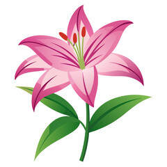 lily flower isolated vector