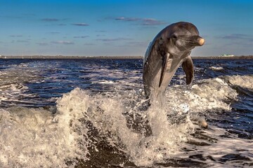 verspielte springende Delfine im Golf of Mexico USA Florida © Bernd M. Renz