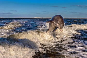 verspielte springende Delfine im Golf of Mexico USA Florida © Bernd M. Renz