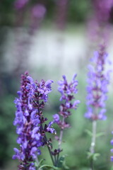 Obraz premium close up of lavender