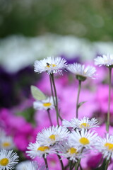 daisies in the garden
