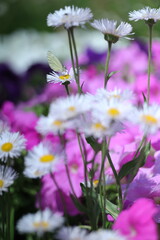 daisies in the garden