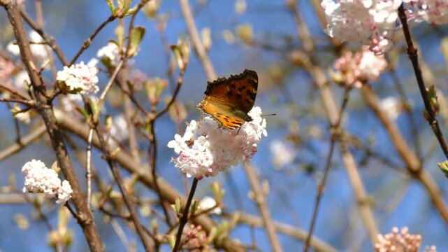 Large tortoiseshell (Nymphalis polychloros) moving around on a white flower in Zurich, Switzerland