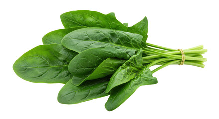 Isolated Bunch of Spinach