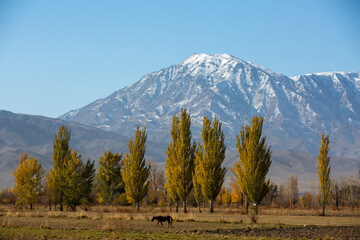 Autumn landscape with snow-capped mountains in the background, Kazakhstan