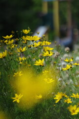 yellow flowers in the garden